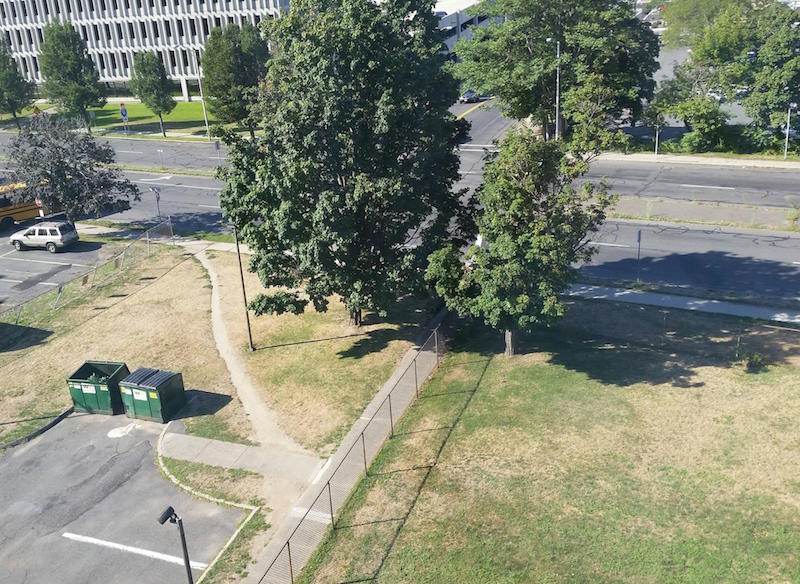 Desire path with tree and sidewalks